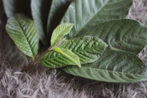 Manfaat Daun Jambu Biji Untuk Kesehatan, Bisa Bikin Nafsu Makan