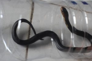 Musim Penghujan, Rumah Warga Kabayan Pandeglang Didatangi Ular Kobra