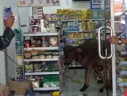 Bikin Heboh, Hewan Kurban Kabur Masuk Supermarket Saat Hendak Disembelih