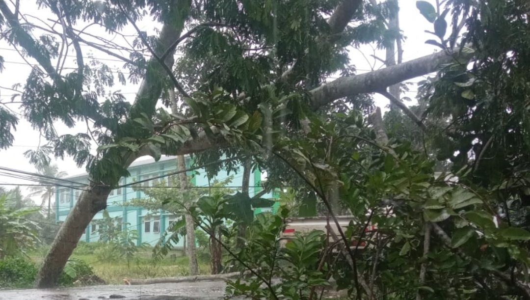 Foto pohon tumbag menghalangi jalan raya (Istimewa)