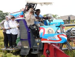 Panen Raya Padi 753 Hektar di Pandeglang, Dukung Swasembada Pangan Indonesia