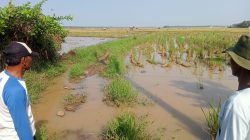 Petani Malingping Butuh Jalan Usaha Tani untuk Tekan Biaya Angkut Gabah