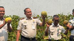 Lapas Serang Panen Blewah dan Anggur, Hasil Pembinaan Kemandirian Warga Binaan