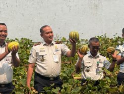Lapas Serang Panen Blewah dan Anggur, Hasil Pembinaan Kemandirian Warga Binaan